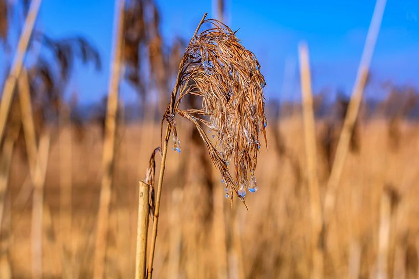 BADEN-WÜRTTEMBERG: RIET AAN DE FEDERSEE - BAD BUCHAU van Photoart-Naegele
