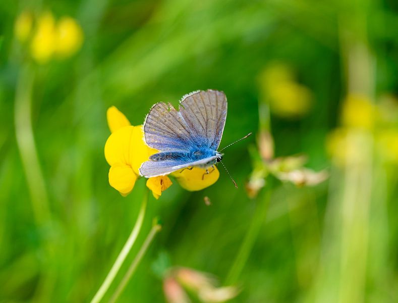 Bläulinge (Lycaenidae) auf einer Wiese im Garten von Animaflora PicsStock