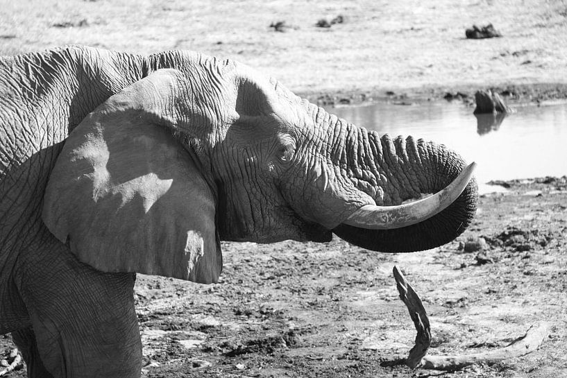 Olifant by Thijs GROENHUIS