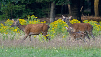 Deer with fawn