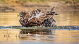 Les yeux dans les yeux avec un pygargue à tête blanche en train de se baigner sur Arjan Warmerdam