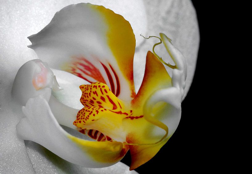 orchidee by Vera Kämpfe