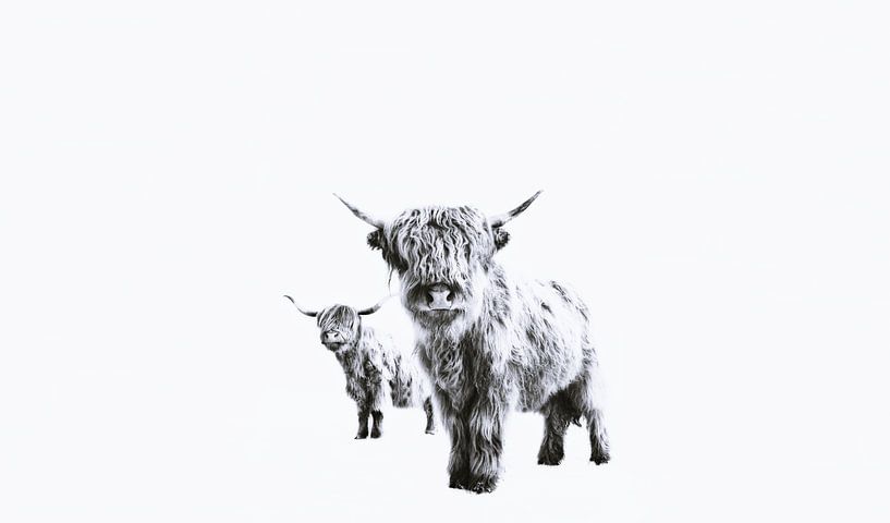 Highland Cows on White by Monika Strigel