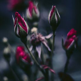 rozen in de knop van AciPhotography