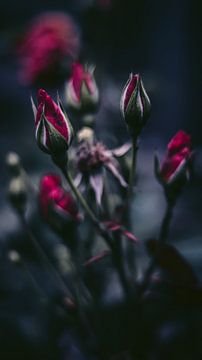 rozen in de knop van AciPhotography