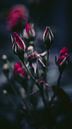 rosen von AciPhotography Miniaturansicht