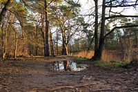 Reflectie van een boom in een regenplas