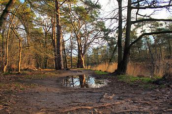 'Reflection of a tree in a rain puddle.'