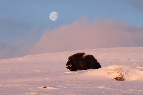 muskusos in het eerste licht van de ochtend en de maan in het nationaal park Dovrefjell-Sunndalsfjel