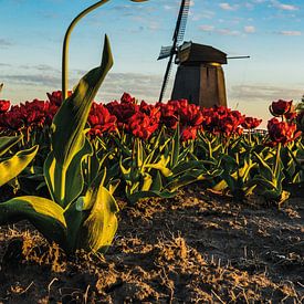 La tulipe hollandaise sur Albert Lamme