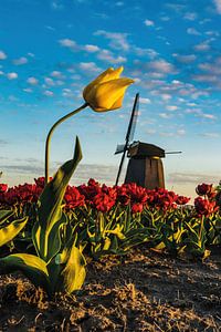 La tulipe hollandaise sur Albert Lamme