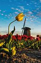 De typisch Nederlandse tulp van Albert Lamme thumbnail