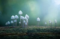 Paddestoelen straatje