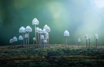 Mushroom alley by Corné Ouwehand