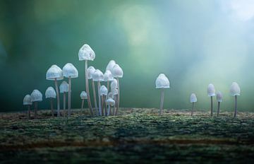 Ruelle des champignons sur Corné Ouwehand