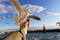 Feeding birds in Istanbul