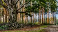 Recht en krom in het bos