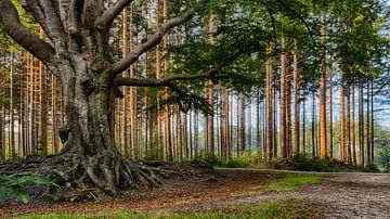 Straight and crooked in the woods by Gerrit Kosters