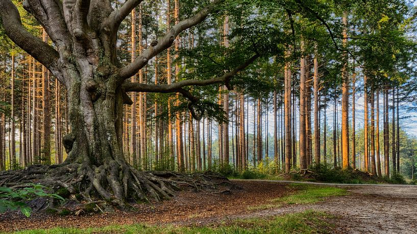 Recht en krom in het bos van Gerrit Kosters