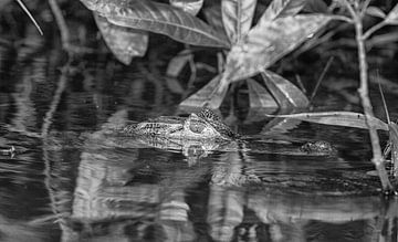 The head and eyes of a caiman above the water