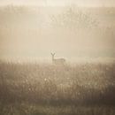 Ree in Mistig Landschap (vierkant) van Thomas Thiemann thumbnail