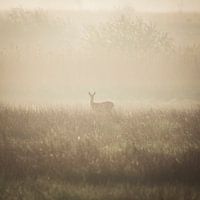 Ree in Mistig Landschap (vierkant)