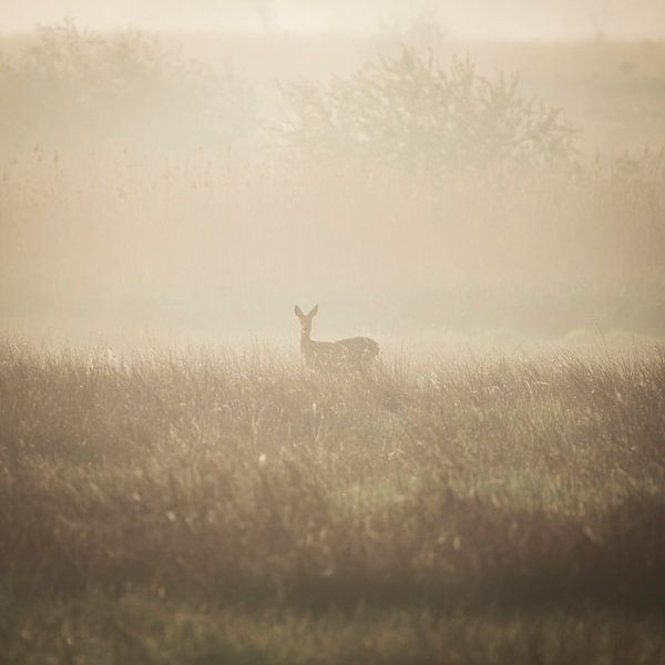Ree in Mistig Landschap (vierkant) van Thomas Thiemann