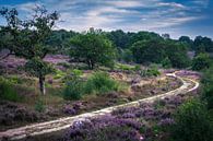 Pfad zwischen violetter Heide von Wim van D Miniaturansicht