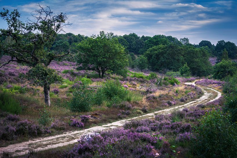 Pfad zwischen violetter Heide von Wim van D