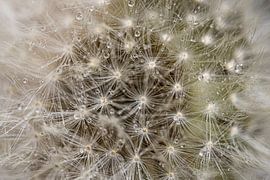 Dandelion with drops