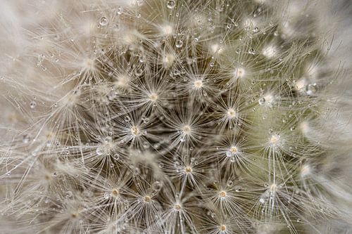 Dandelion with drops
