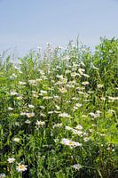 wild daisy in soring garde