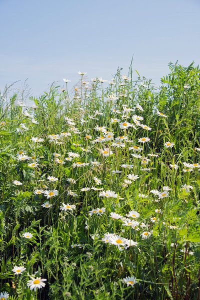 wilde margrieten met blauwe lucht van ChrisWillemsen