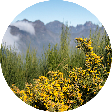 De pico's van Madeira met bloeiende brem op de voorgrond van Janneke Kaim