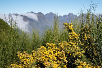 De pico's van Madeira met bloeiende brem op de voorgrond van Janneke Kaim
