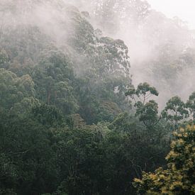 Brouillard sur le trajet en train d'Ella à Kandy, Sri Lanka sur Rebecca Gruppen