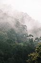 Brouillard sur le trajet en train d'Ella à Kandy, Sri Lanka sur Rebecca Gruppen Aperçu