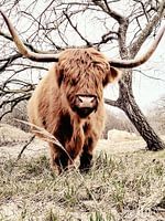 Schottischer Highlander in den Dünen