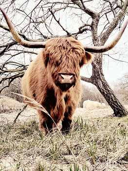 Scottish highlander in the dunes