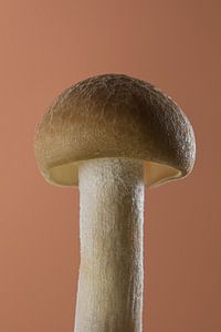 Mokka-Mousse-Pilz: Ein Porträt eines Pilzes