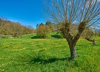 Frühlingserwachen