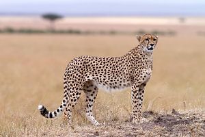Cheetah van Angelika Stern