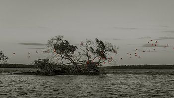 Rote Ibisse färben den Abend