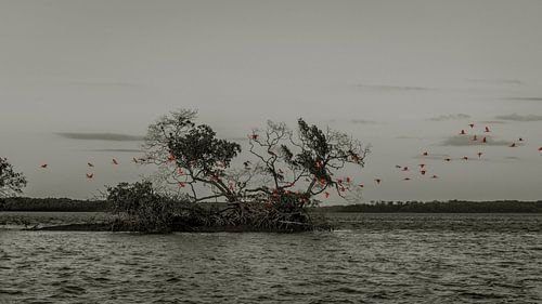 Red Ibises color the evening
