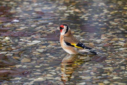 Putter / Goldfinch