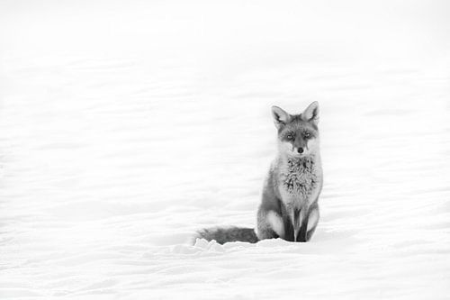 Fuchs im Schnee