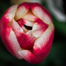tulip von Victor Droogh
