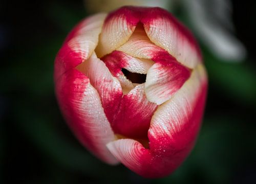 tulp