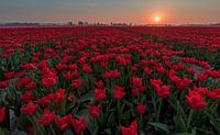 Tulpen sunset Goeree Overflakkee van Jolanda Wisselo thumbnail
