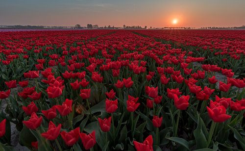 Tulpen sunset Goeree Overflakkee